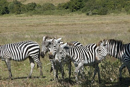 Click image for larger version

Name:	Zebra DSC_0063.JPG
Views:	251
Size:	336.8 KB
ID:	5150