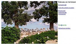 Click image for larger version

Name:	PELICANS.jpg
Views:	538
Size:	81.7 KB
ID:	52245