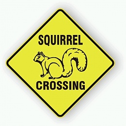 Click image for larger version

Name:	squirrel.jpg
Views:	149
Size:	67.2 KB
ID:	5398