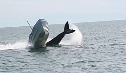 Click image for larger version

Name:	whale 2.jpg
Views:	405
Size:	33.7 KB
ID:	54335