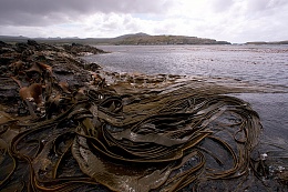 Click image for larger version

Name:	kelp2.jpg
Views:	579
Size:	302.7 KB
ID:	56299