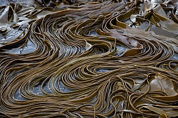 Click image for larger version

Name:	kelp.jpg
Views:	223
Size:	375.1 KB
ID:	56300