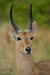 Click image for larger version

Name:	Reedbuck.jpg
Views:	509
Size:	361.6 KB
ID:	56837