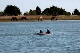 Click image for larger version

Name:	dolphins_horses.jpg
Views:	261
Size:	21.6 KB
ID:	59197