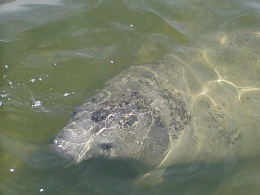 Click image for larger version

Name:	WW Manatee003.jpg
Views:	605
Size:	404.2 KB
ID:	60183