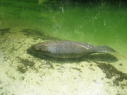 Click image for larger version

Name:	WW Manatee007.jpg
Views:	189
Size:	419.8 KB
ID:	60184