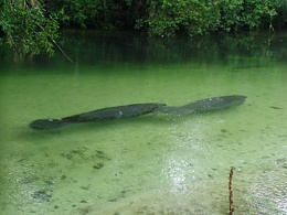 Click image for larger version

Name:	WW Manatee008.jpg
Views:	362
Size:	413.8 KB
ID:	60185