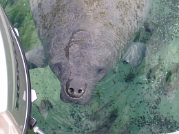 Click image for larger version

Name:	WW Manatee014.jpg
Views:	196
Size:	420.5 KB
ID:	60187