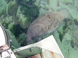 Click image for larger version

Name:	WW Manatee016.jpg
Views:	428
Size:	435.0 KB
ID:	60188