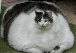 Click image for larger version

Name:	Fat Cat.jpg
Views:	325
Size:	30.6 KB
ID:	60800
