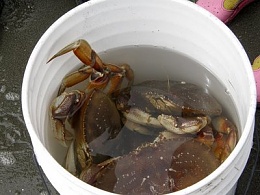 Click image for larger version

Name:	bucket-of-crabs.jpg
Views:	78
Size:	27.8 KB
ID:	63948