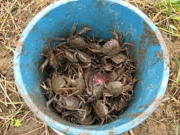 Click image for larger version

Name:	crabs-in-bucket.jpg
Views:	364
Size:	151.1 KB
ID:	63949