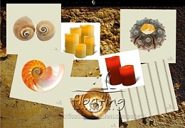 Click image for larger version

Name:	She Sells Sea Shells Collage.jpg
Views:	711
Size:	53.6 KB
ID:	64361