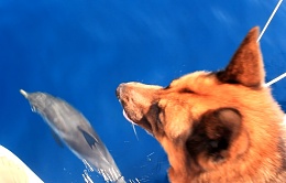 Click image for larger version

Name:	Bal & the Dolphin.jpg
Views:	333
Size:	126.4 KB
ID:	65669