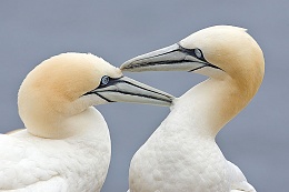 Click image for larger version

Name:	800px-Two_Gannets_edit_2.jpg
Views:	132
Size:	54.8 KB
ID:	66516