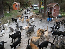 Click image for larger version

Name:	cat herd.jpg
Views:	767
Size:	81.7 KB
ID:	68046