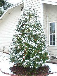 Click image for larger version

Name:	snowtree.JPG
Views:	175
Size:	129.1 KB
ID:	695