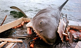 Click image for larger version

Name:	jaws-shark-eating-boat.jpg
Views:	2575
Size:	113.3 KB
ID:	69787