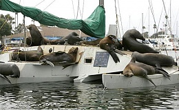 Click image for larger version

Name:	26_sealions2_large.jpg
Views:	1016
Size:	45.7 KB
ID:	7193