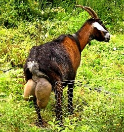 Click image for larger version

Name:	Goat.jpg
Views:	283
Size:	205.5 KB
ID:	75095