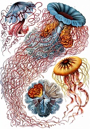 Click image for larger version

Name:	Haeckel_Discomedusae_8.jpg
Views:	544
Size:	451.8 KB
ID:	75681