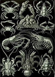 Click image for larger version

Name:	Haeckel_Decapoda.jpg
Views:	783
Size:	462.5 KB
ID:	75682