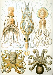 Click image for larger version

Name:	haeckel_gamochonia.jpg
Views:	1028
Size:	448.7 KB
ID:	75683