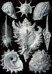 Click image for larger version

Name:	Haeckel_Prosobranchia.jpg
Views:	864
Size:	445.9 KB
ID:	75684