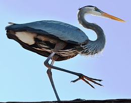 Click image for larger version

Name:	Blue Heron.JPG
Views:	503
Size:	238.2 KB
ID:	76110