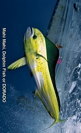 Click image for larger version

Name:	DORADO.jpg
Views:	244
Size:	69.0 KB
ID:	76462