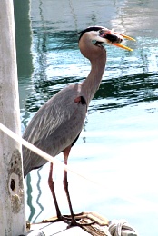 Click image for larger version

Name:	Our pet Blue Heron.jpg
Views:	303
Size:	259.1 KB
ID:	77378