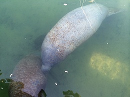 Click image for larger version

Name:	Manatee.jpg
Views:	502
Size:	405.1 KB
ID:	80054