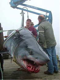 Click image for larger version

Name:	recordshark.jpg
Views:	303
Size:	30.2 KB
ID:	810