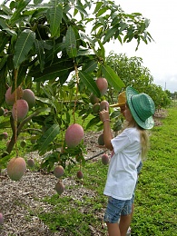 Click image for larger version

Name:	Growing_mango.jpg
Views:	735
Size:	412.6 KB
ID:	83425