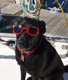 Click image for larger version

Name:	New Doggles cropped.JPG
Views:	603
Size:	120.3 KB
ID:	8484