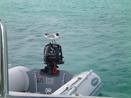 Click image for larger version

Name:	seagull on dinghy.jpg
Views:	497
Size:	410.0 KB
ID:	88687