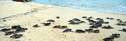 Click image for larger version

Name:	turtle chips.jpg
Views:	129
Size:	10.6 KB
ID:	90366