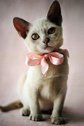 Click image for larger version

Name:	Cat bow.jpg
Views:	224
Size:	48.7 KB
ID:	90834