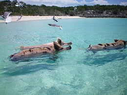 Click image for larger version

Name:	swimming pigs 2.jpg
Views:	830
Size:	421.0 KB
ID:	92051