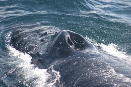 Click image for larger version

Name:	whale nose.jpeg
Views:	634
Size:	347.2 KB
ID:	92239