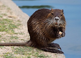 Click image for larger version

Name:	Water Rat River Rat nutria.jpg
Views:	13213
Size:	298.9 KB
ID:	93406