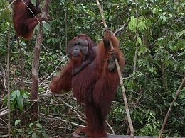 Click image for larger version

Name:	Orangutan-Named-Win---Kumai.jpg
Views:	422
Size:	100.5 KB
ID:	9647
