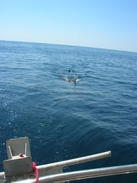 Click image for larger version

Name:	Basking shark (300 x 400).jpg
Views:	388
Size:	26.6 KB
ID:	9843