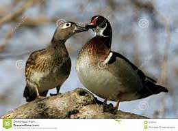 Click image for larger version

Name:	ducks.jpg
Views:	308
Size:	8.7 KB
ID:	98701