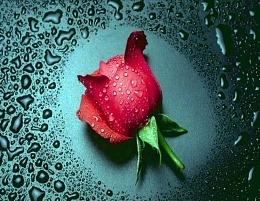 Click image for larger version

Name:	wet_rose.jpg
Views:	456
Size:	65.1 KB
ID:	98770