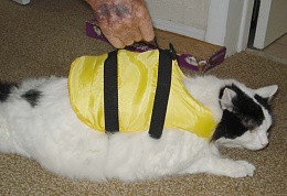 Click image for larger version

Name:	Cat  LifeJacket 6632.JPG
Views:	374
Size:	42.1 KB
ID:	99604