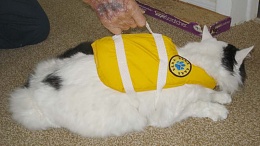 Click image for larger version

Name:	Cat LifeJacket SERF 6634.JPG
Views:	194
Size:	35.6 KB
ID:	99605