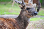 The endangered Visayan spotted deer. They can be found only in the islands of Negros and Panay.