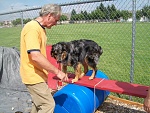 Agility training for Urban Search & Rescue with my crew mate Aleutia