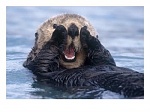 NA02 DGI0001 M~Sea Otters Alaska USA Posters